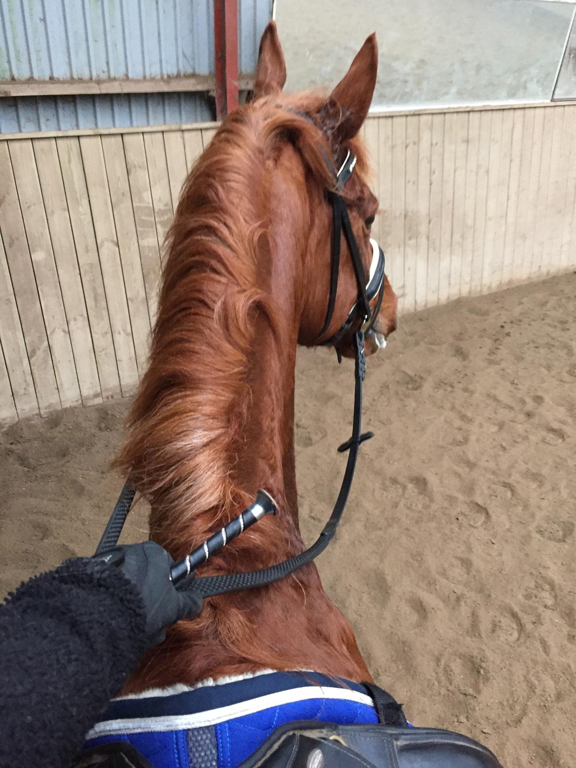 Anden særlig race Fiskegaardens Asterix billede 4