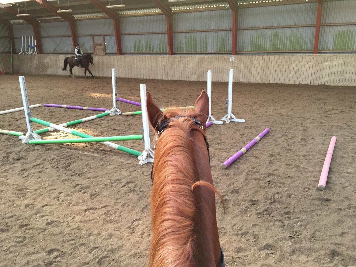 Anden særlig race Fiskegaardens Asterix billede 6