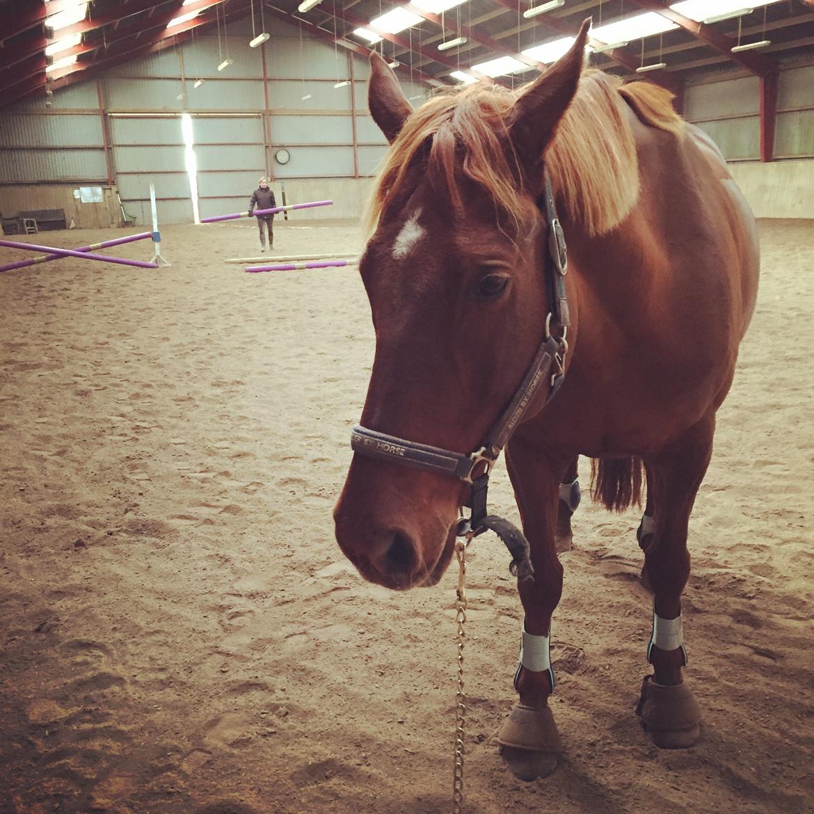 Anden særlig race Fiskegaardens Asterix billede 15