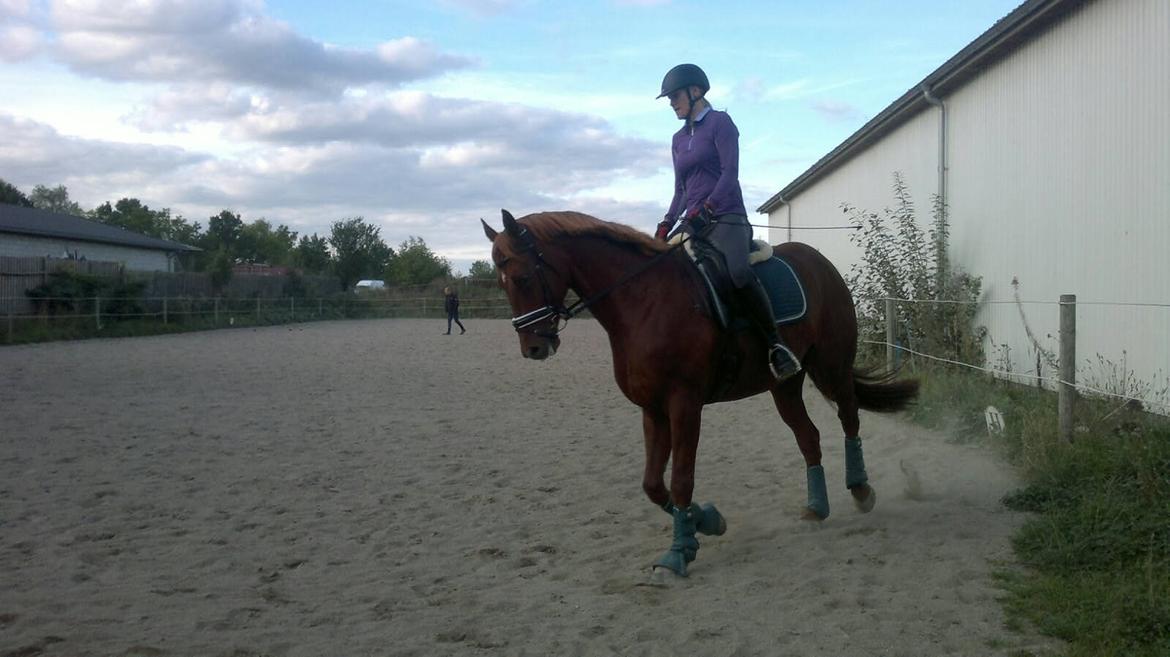 Anden særlig race Fiskegaardens Asterix billede 2