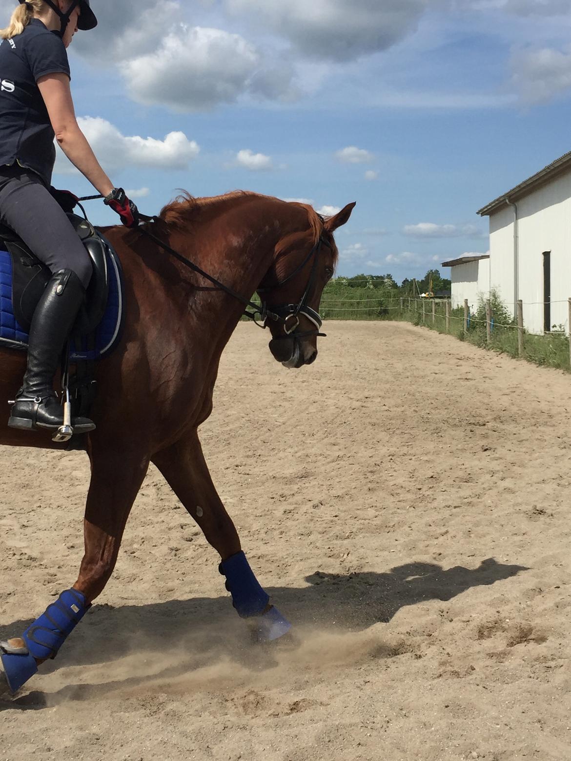 Anden særlig race Fiskegaardens Asterix billede 11