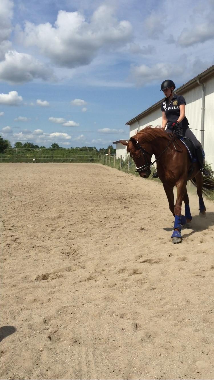 Anden særlig race Fiskegaardens Asterix billede 12