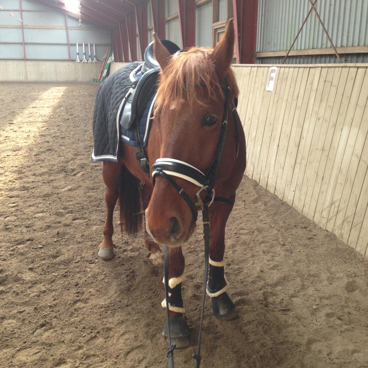 Anden særlig race Fiskegaardens Asterix billede 16