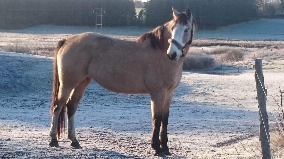 Anden særlig race MOSEGÅRDENS BRONCHEL tilbage til tidlige ejer. billede 1