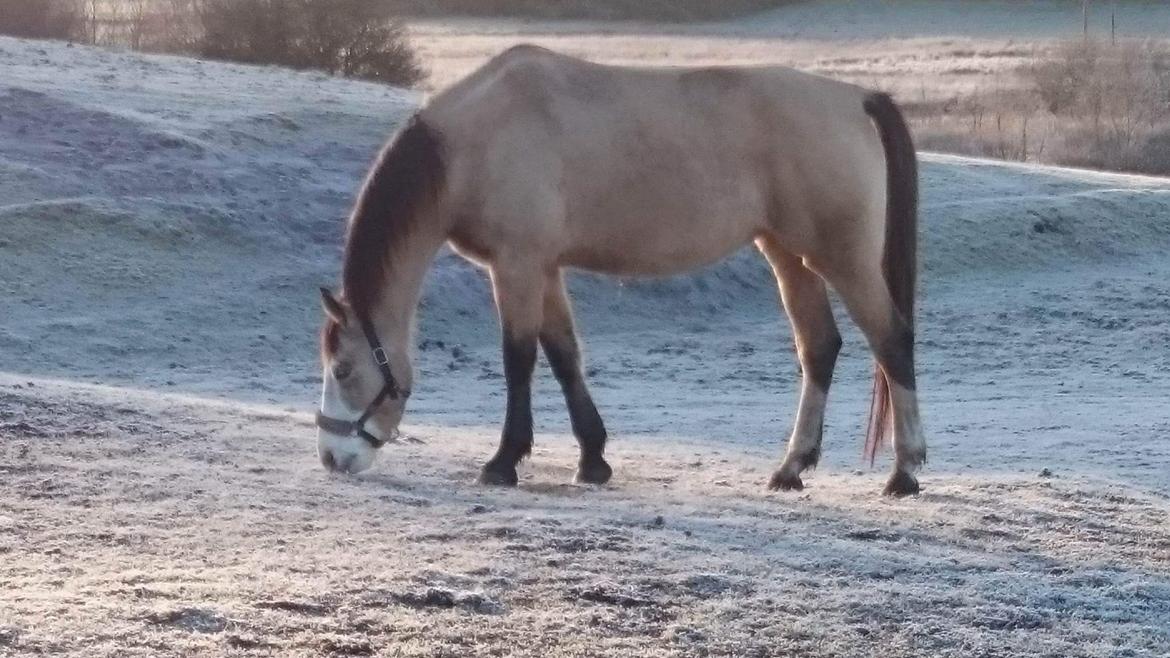 Anden særlig race MOSEGÅRDENS BRONCHEL tilbage til tidlige ejer. billede 2