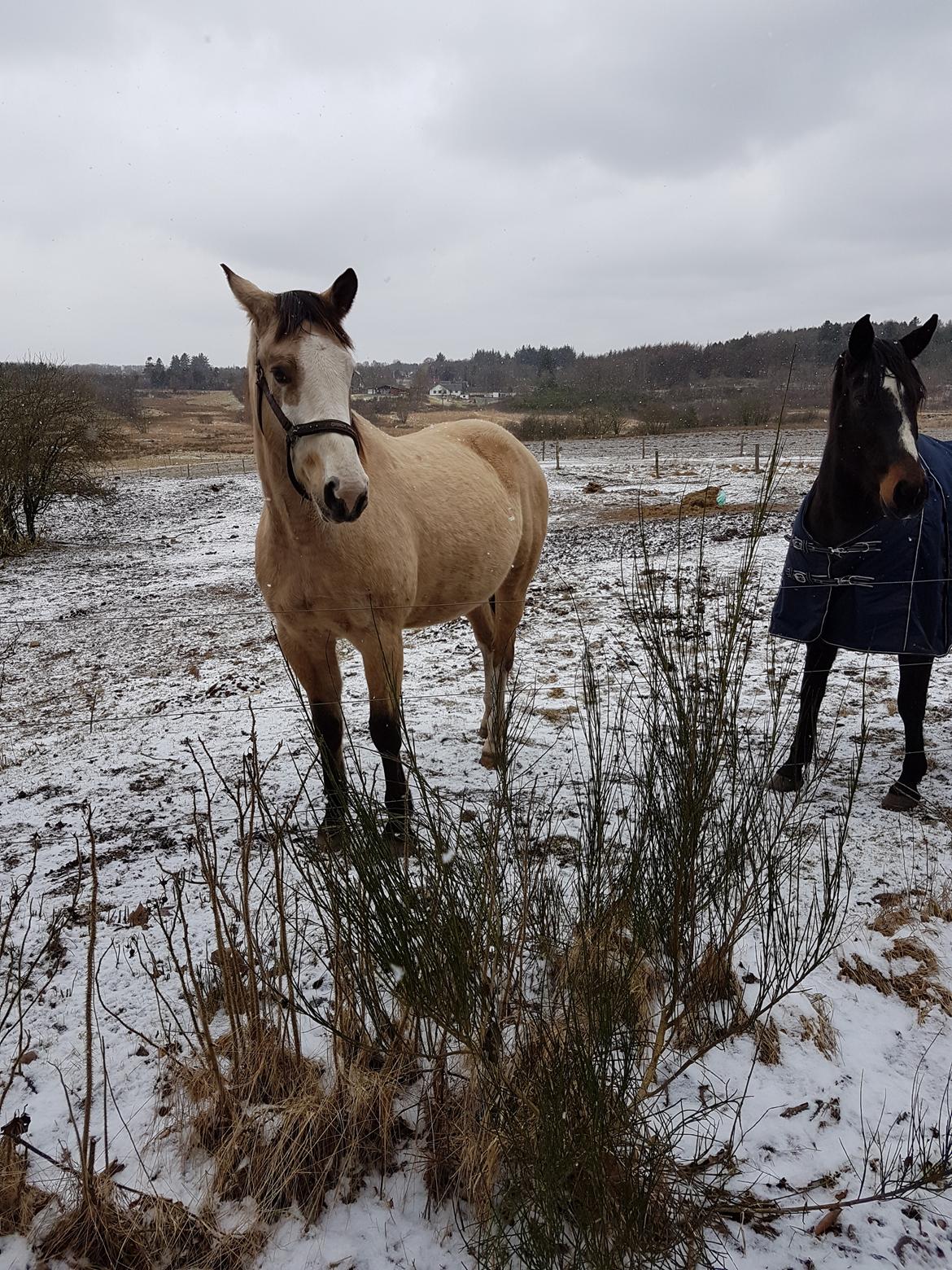 Anden særlig race MOSEGÅRDENS BRONCHEL tilbage til tidlige ejer. billede 7