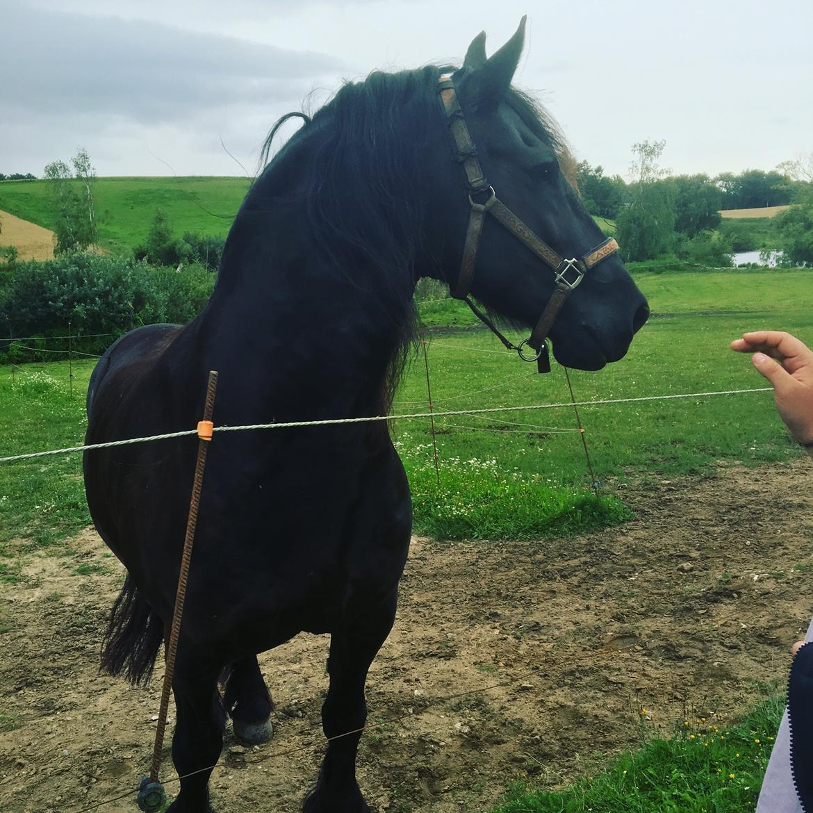 Frieser Zorro Á Ingegården billede 1