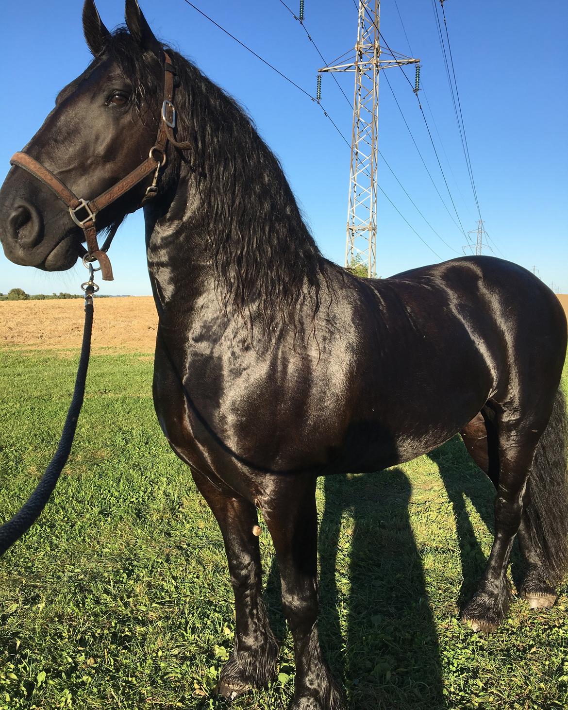 Frieser Zorro Á Ingegården billede 2