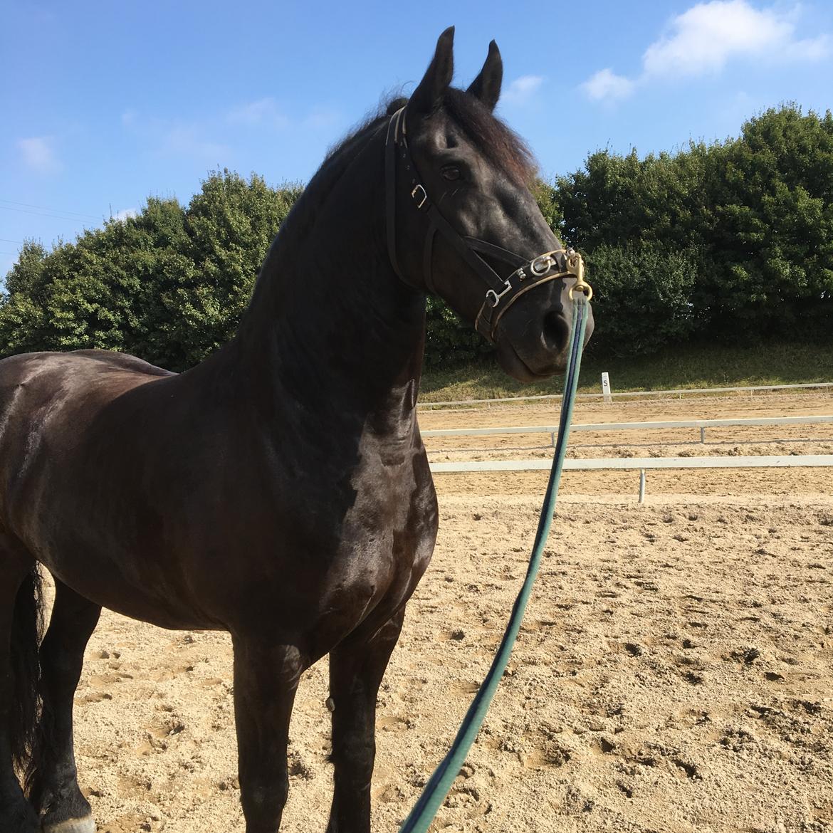 Frieser Zorro Á Ingegården billede 3