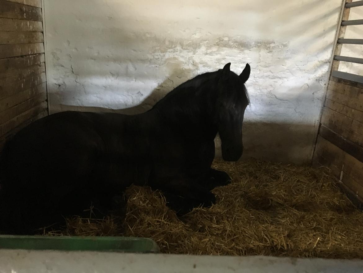 Frieser Zorro Á Ingegården billede 4