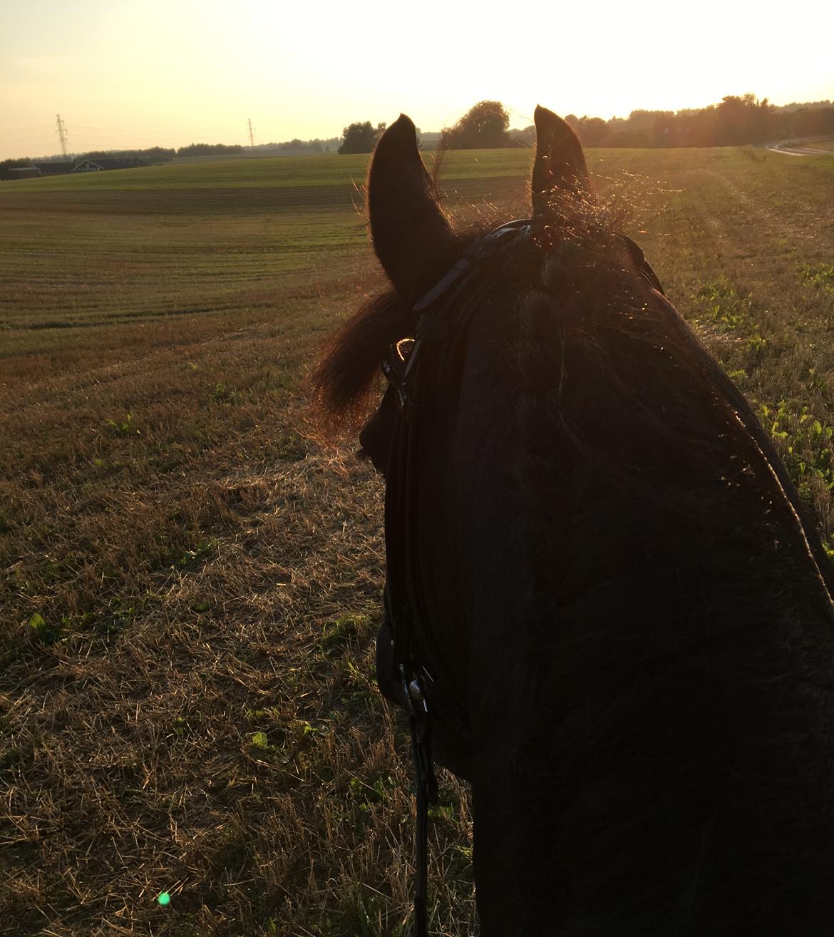 Frieser Zorro Á Ingegården billede 5