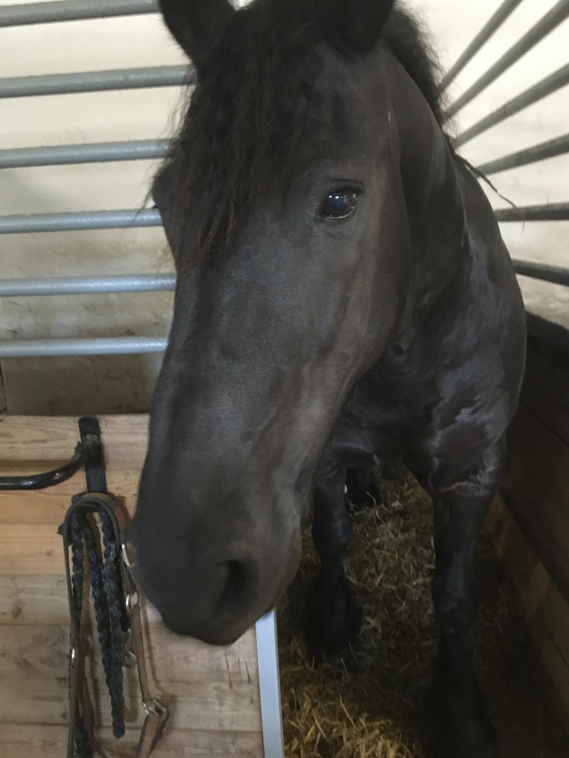 Frieser Zorro Á Ingegården billede 7