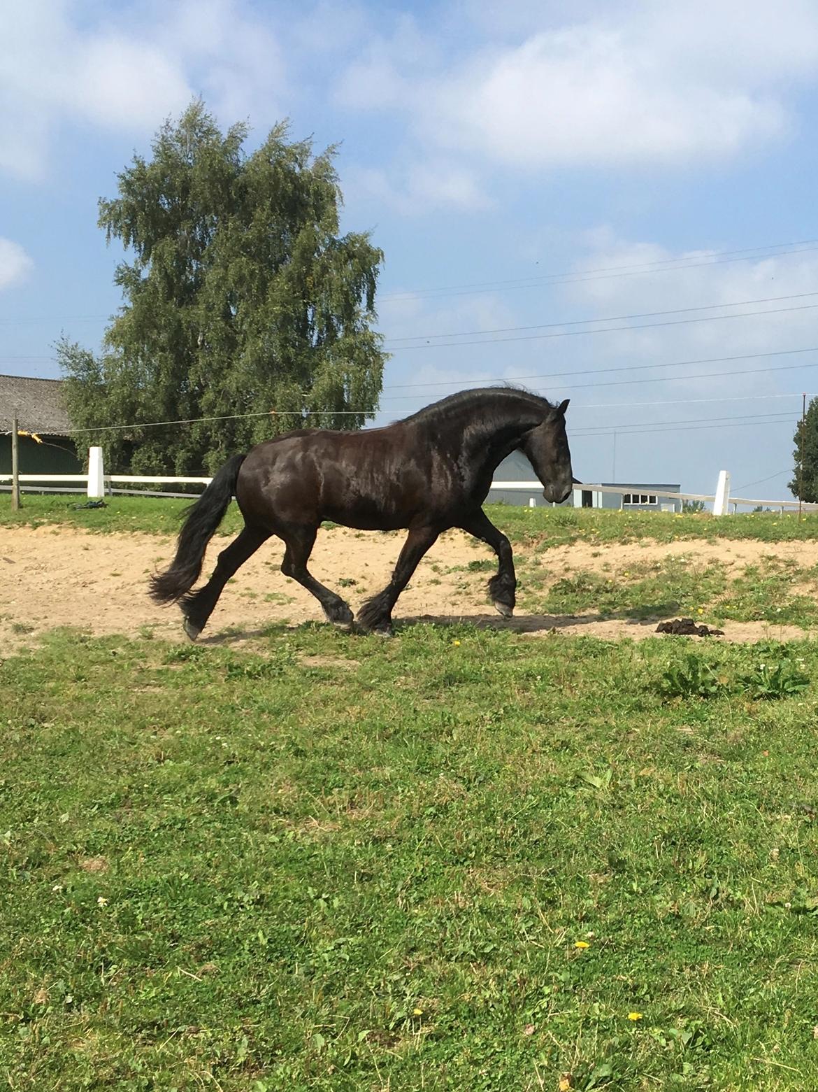 Frieser Zorro Á Ingegården billede 8