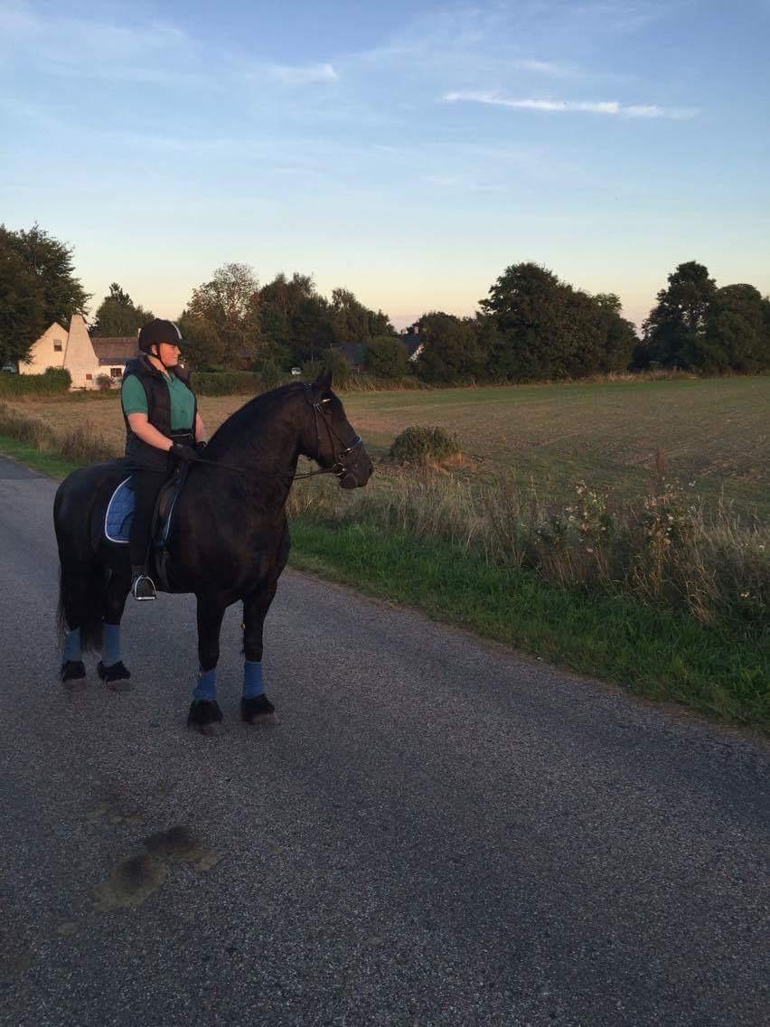 Frieser Zorro Á Ingegården billede 9