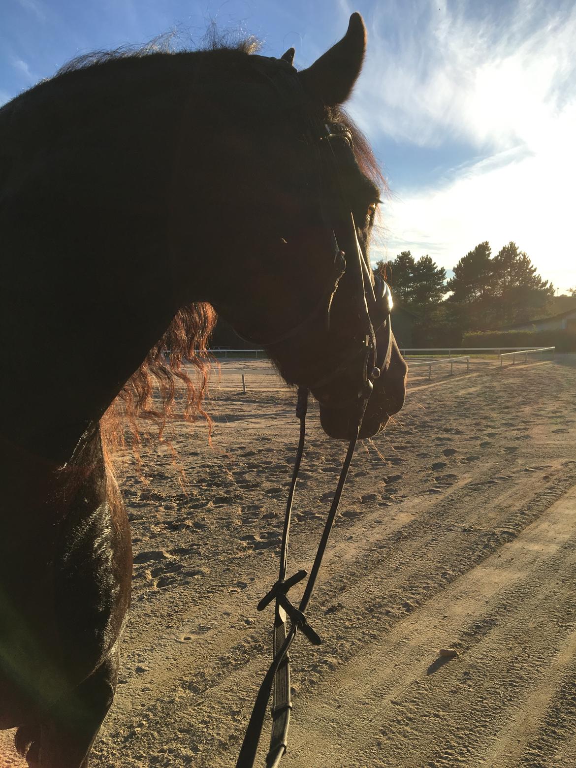 Frieser Zorro Á Ingegården billede 10