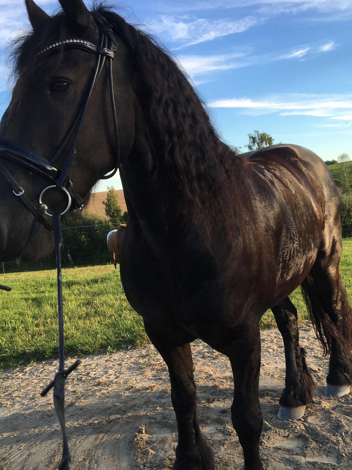 Frieser Zorro Á Ingegården billede 11