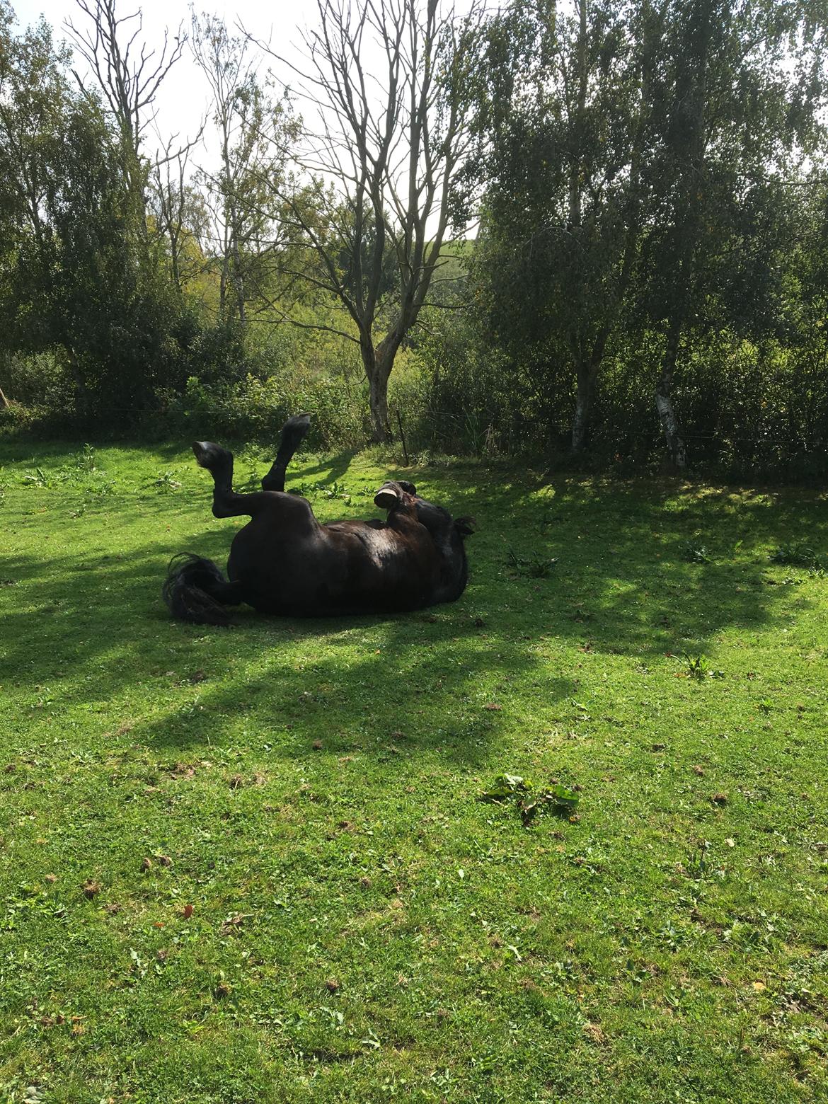 Frieser Zorro Á Ingegården billede 14