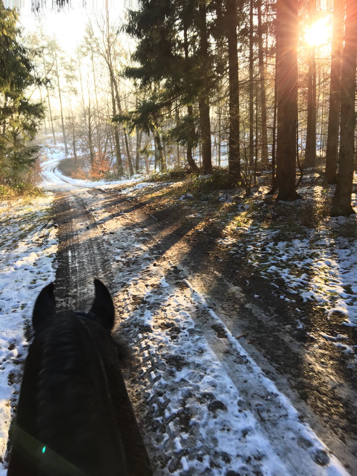 Frieser Zorro Á Ingegården billede 13