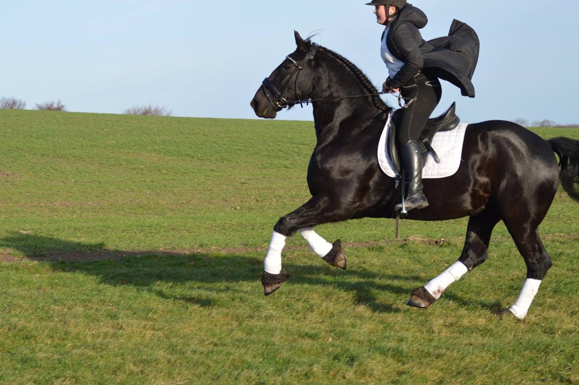 Frieser Zorro Á Ingegården billede 16