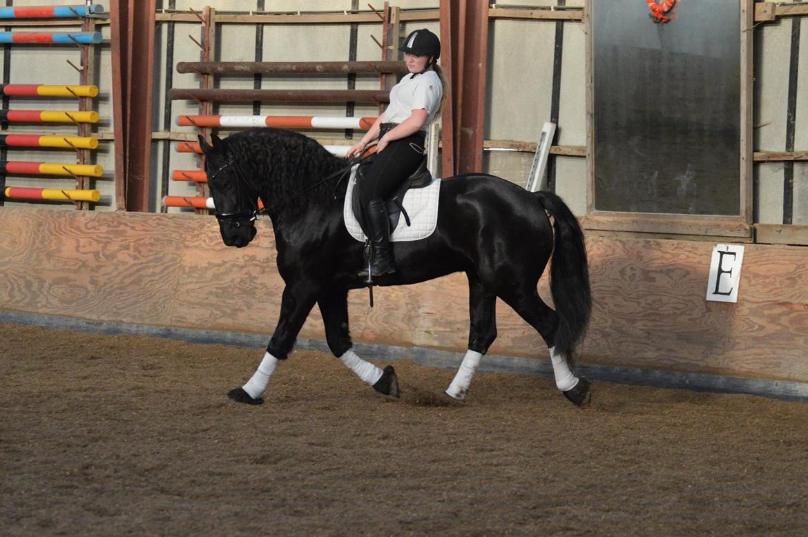 Frieser Zorro Á Ingegården billede 17