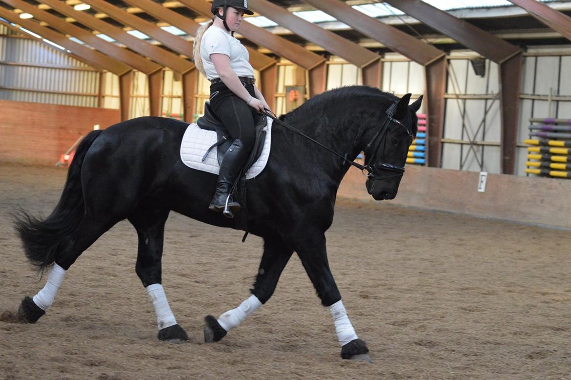 Frieser Zorro Á Ingegården billede 18