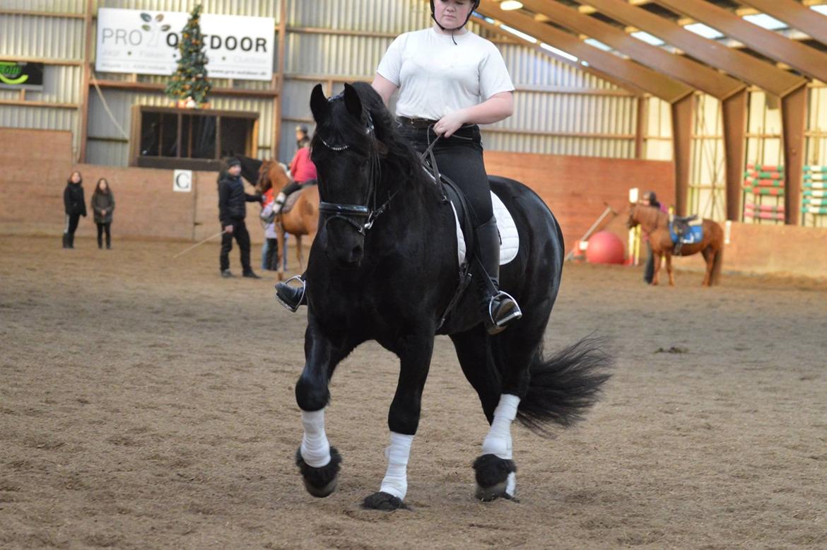 Frieser Zorro Á Ingegården billede 20