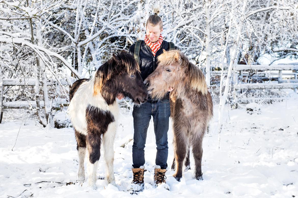 Islænder Elmer - Hygge på folden en dejlig sne-morgen. billede 4