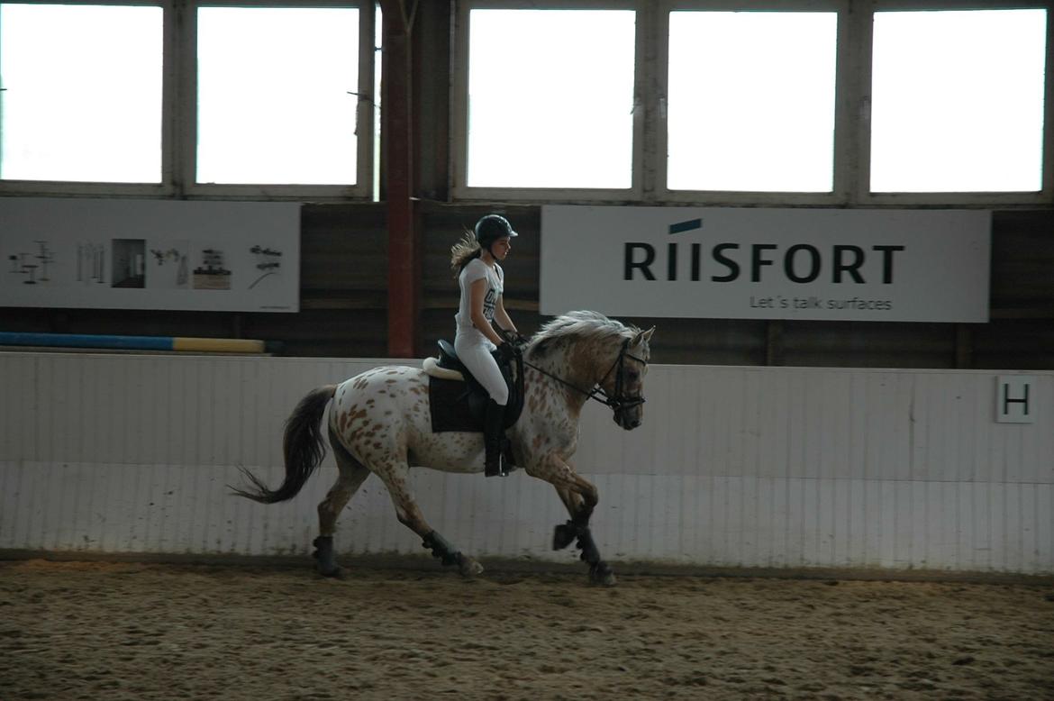 Anden særlig race Rex billede 16