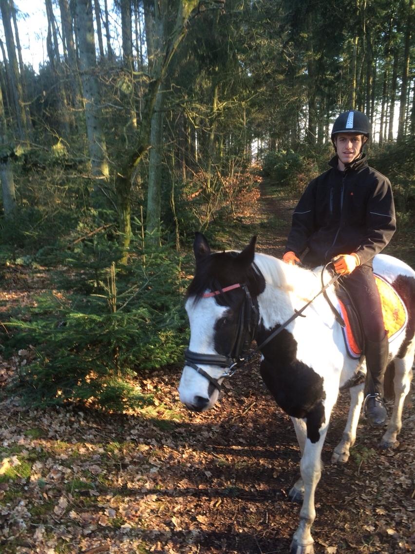 Anden særlig race Diego (Dalle) *Solgt* billede 5