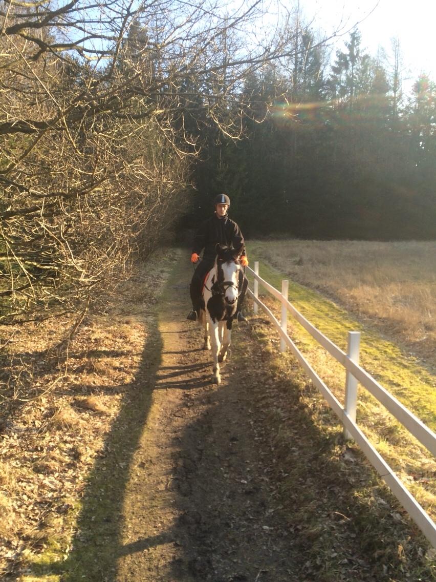 Anden særlig race Diego (Dalle) *Solgt* billede 6