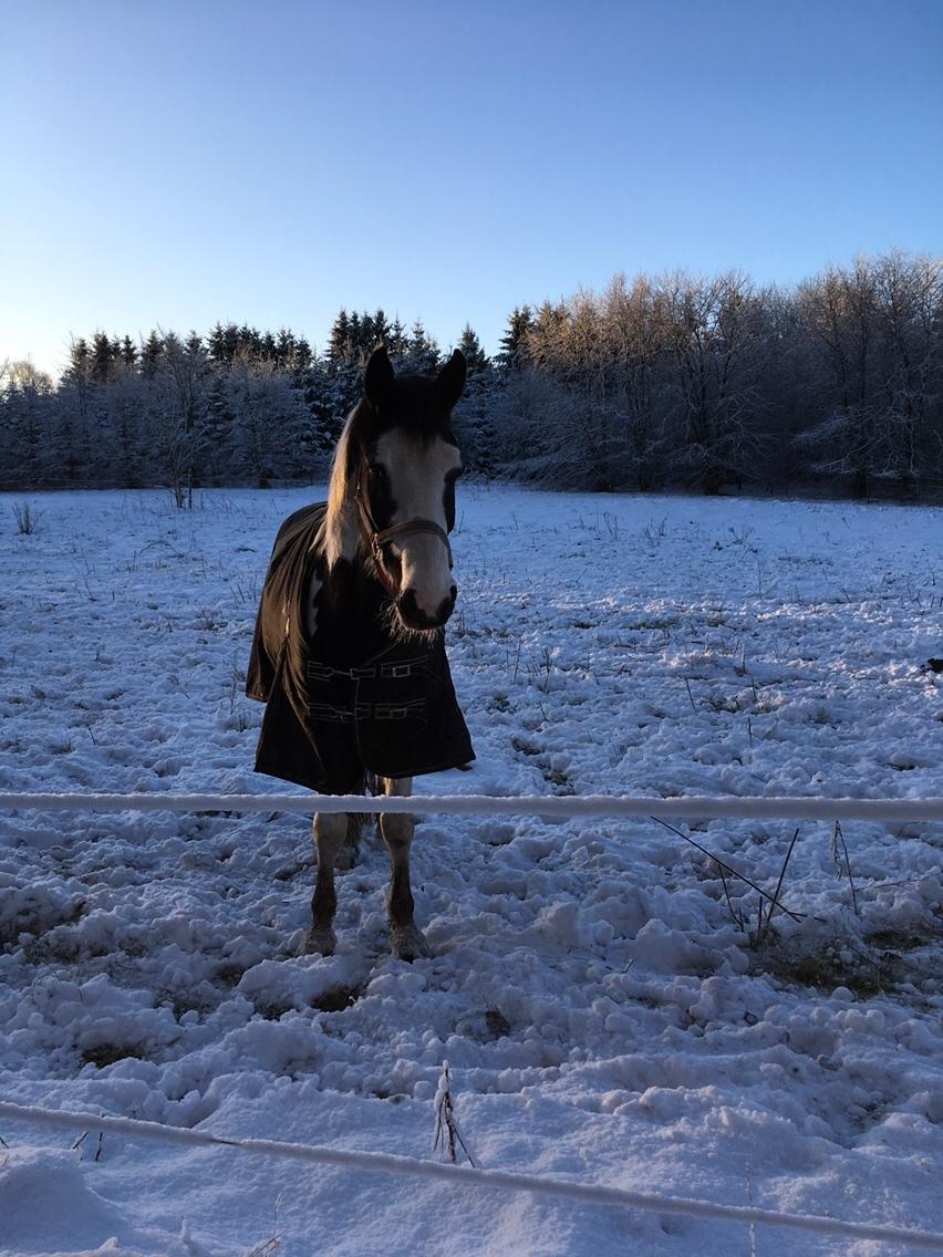 Anden særlig race Diego (Dalle) *Solgt* billede 14