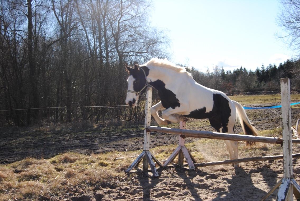 Anden særlig race Diego (Dalle) *Solgt* billede 20