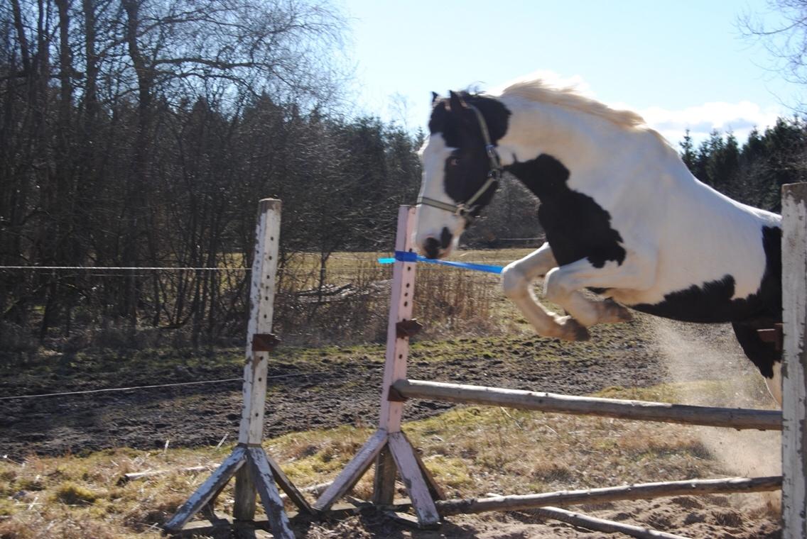 Anden særlig race Diego (Dalle) *Solgt* billede 8