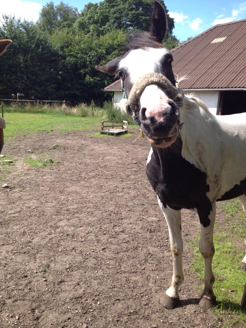 Anden særlig race Diego (Dalle) *Solgt* billede 15