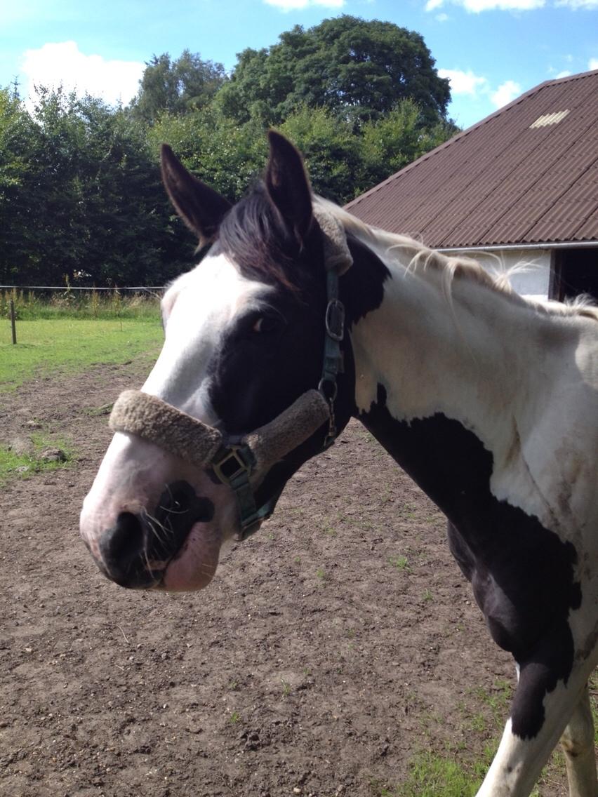 Anden særlig race Diego (Dalle) *Solgt* billede 16