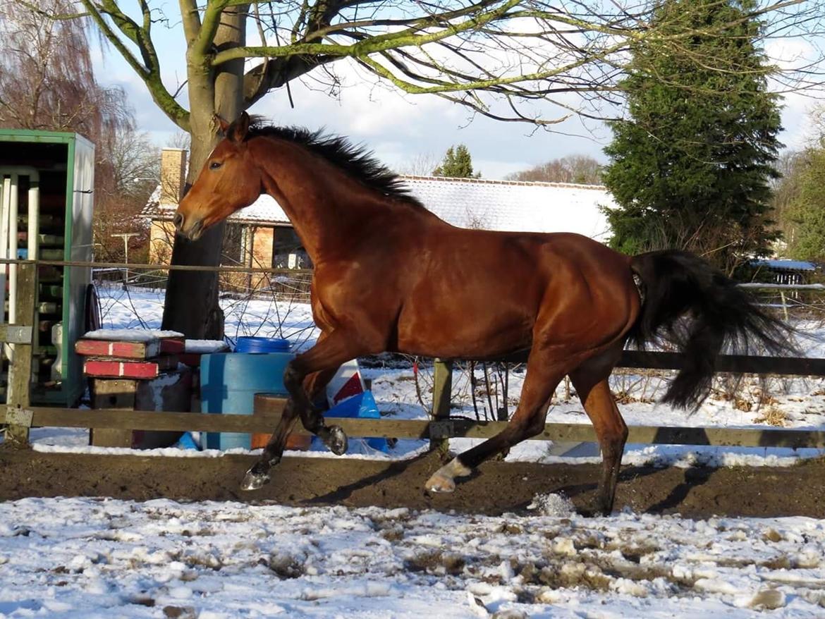 Dansk Varmblod Orehoej's Bright Star billede 6