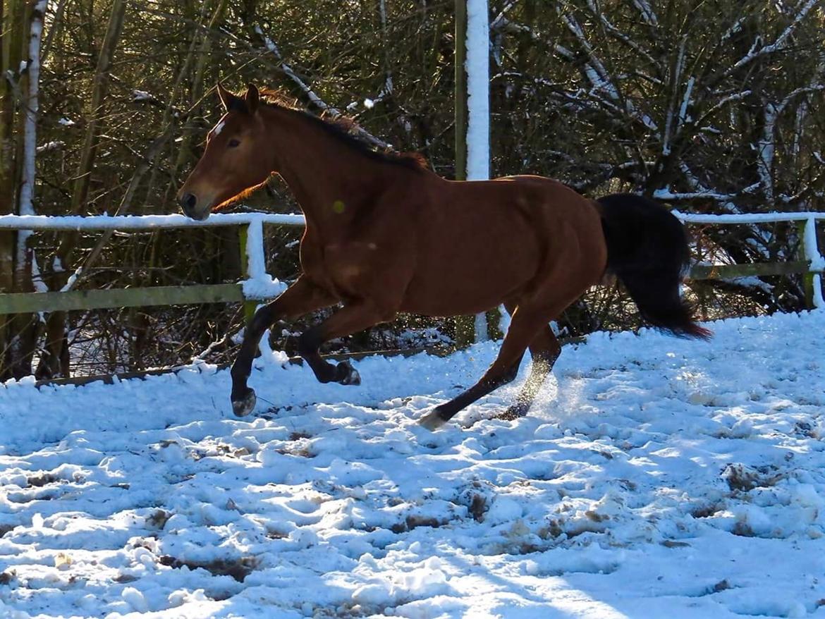 Dansk Varmblod Orehoej's Bright Star billede 7