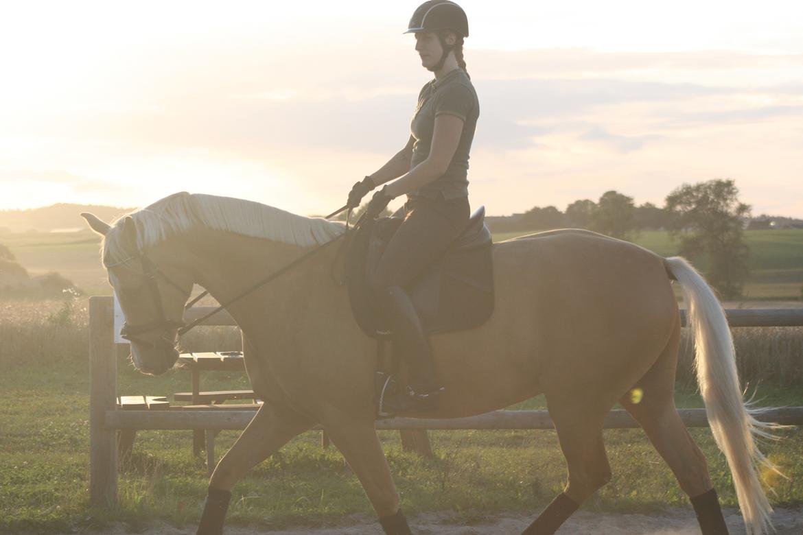 Palomino Kjærgaards Golden Champ - D. 21. august 2016 billede 14