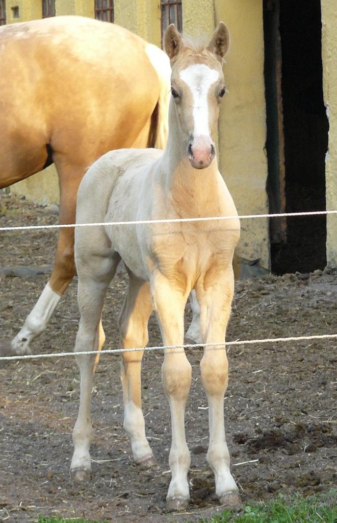 Palomino Kjærgaards Golden Champ billede 21