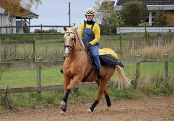 Palomino Kjærgaards Golden Champ - D. 23. oktober 2016 - HHR halloween billede 25