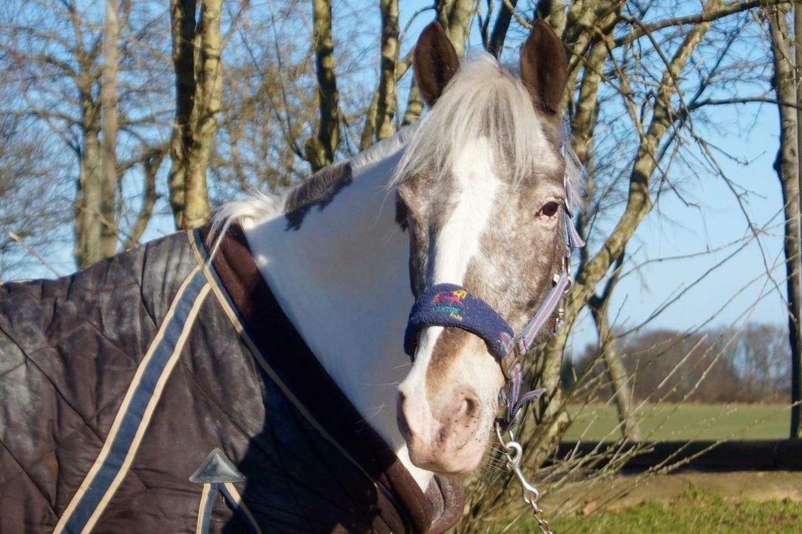 Anden særlig race Clements MilkyWay - milky nyder solen  billede 15