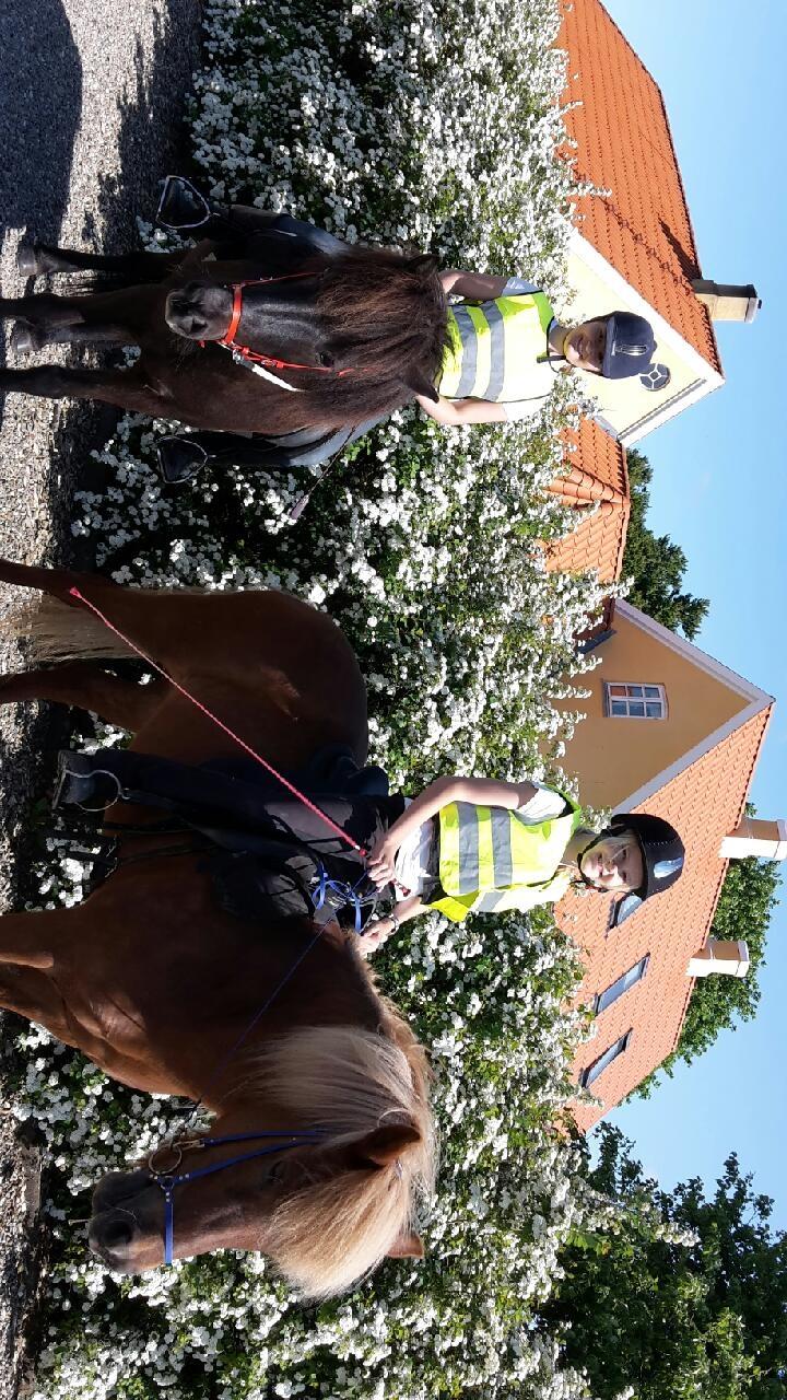 Islænder Laxi fra Rosenlund billede 11