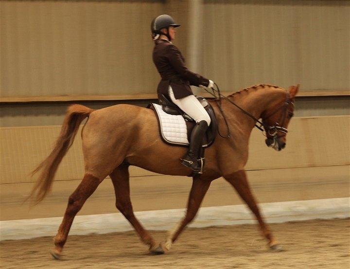 Anden særlig race Sweet Marquis (Tak for 2 fantastiske år) billede 8