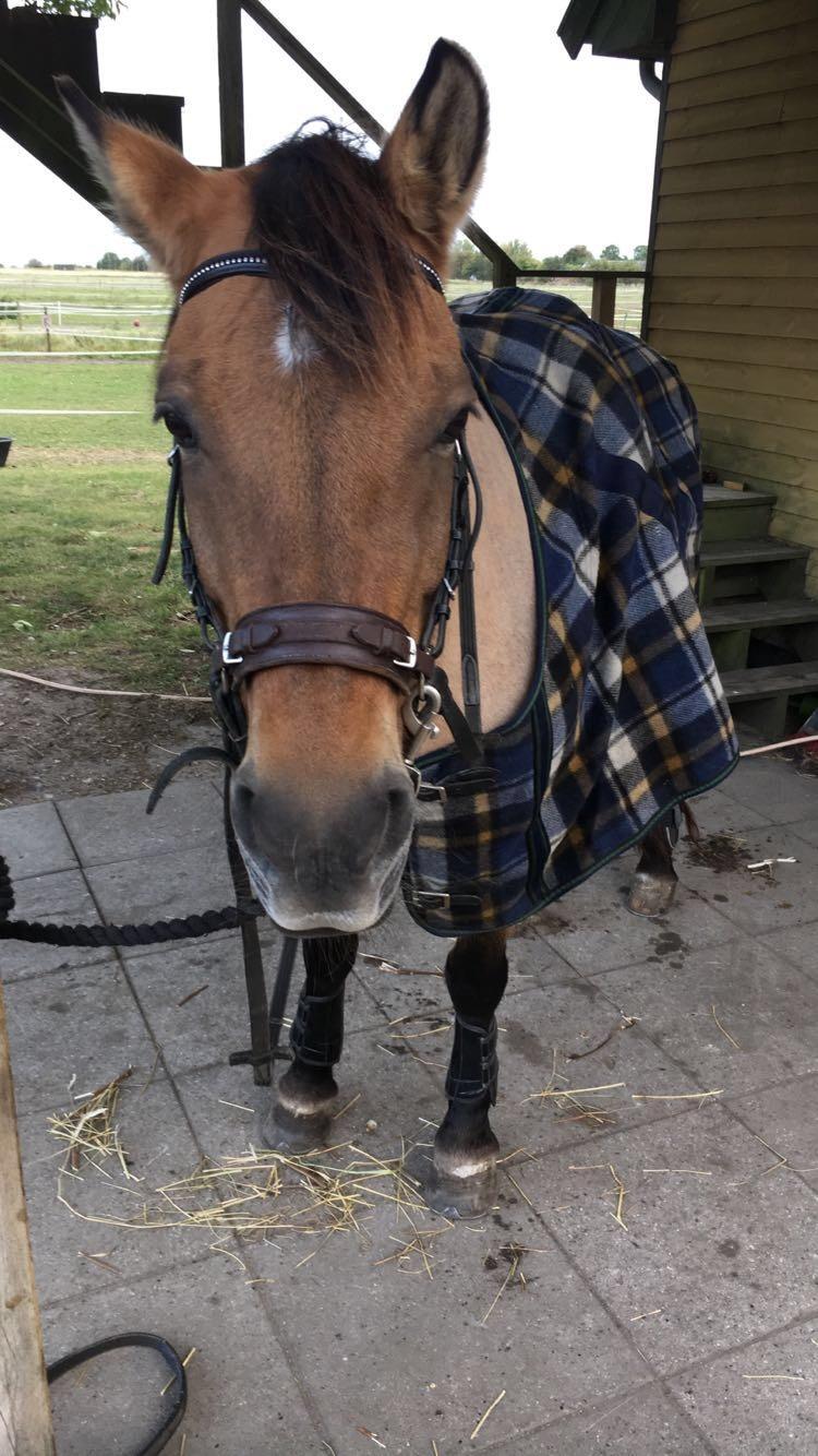 Anden særlig race Klakkebjergs la chevalle billede 7