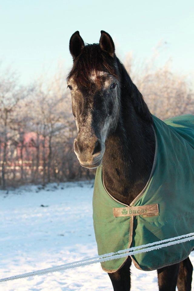 Dansk Varmblod Landianos-ø billede 1