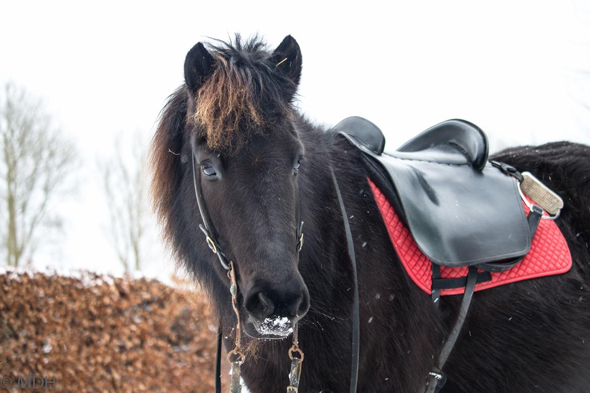 Islænder Bára fra Stiesholm [Lama] billede 10