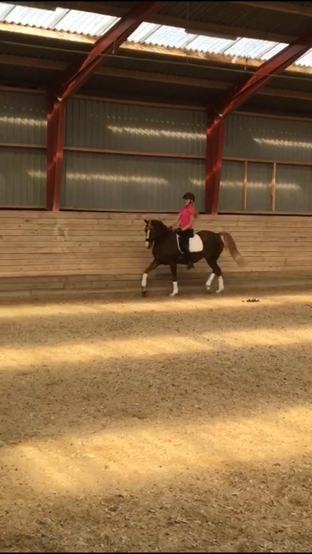 Welsh Partbred (Sec F) Madonna billede 5