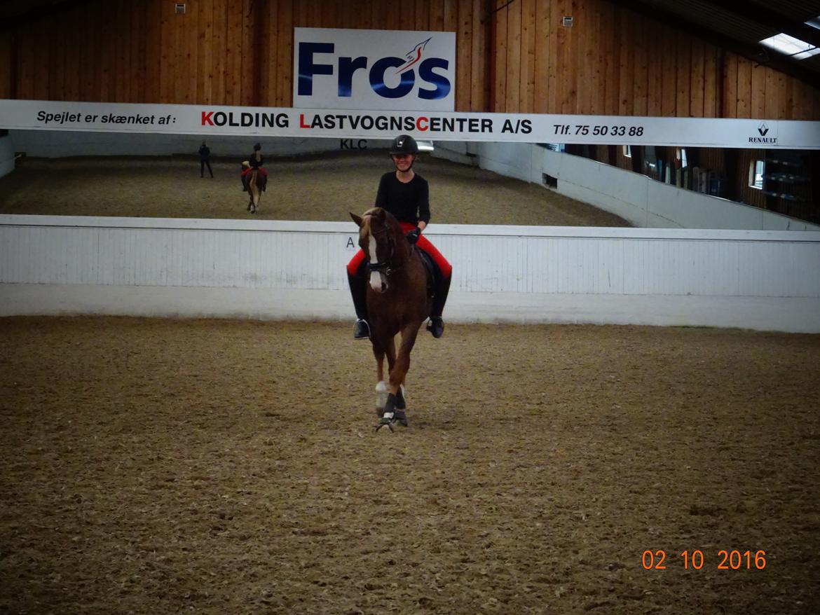 Welsh Partbred (Sec F) Madonna billede 6