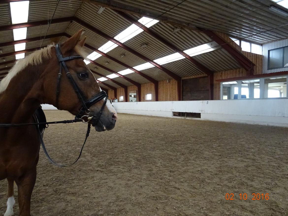 Welsh Partbred (Sec F) Madonna billede 7