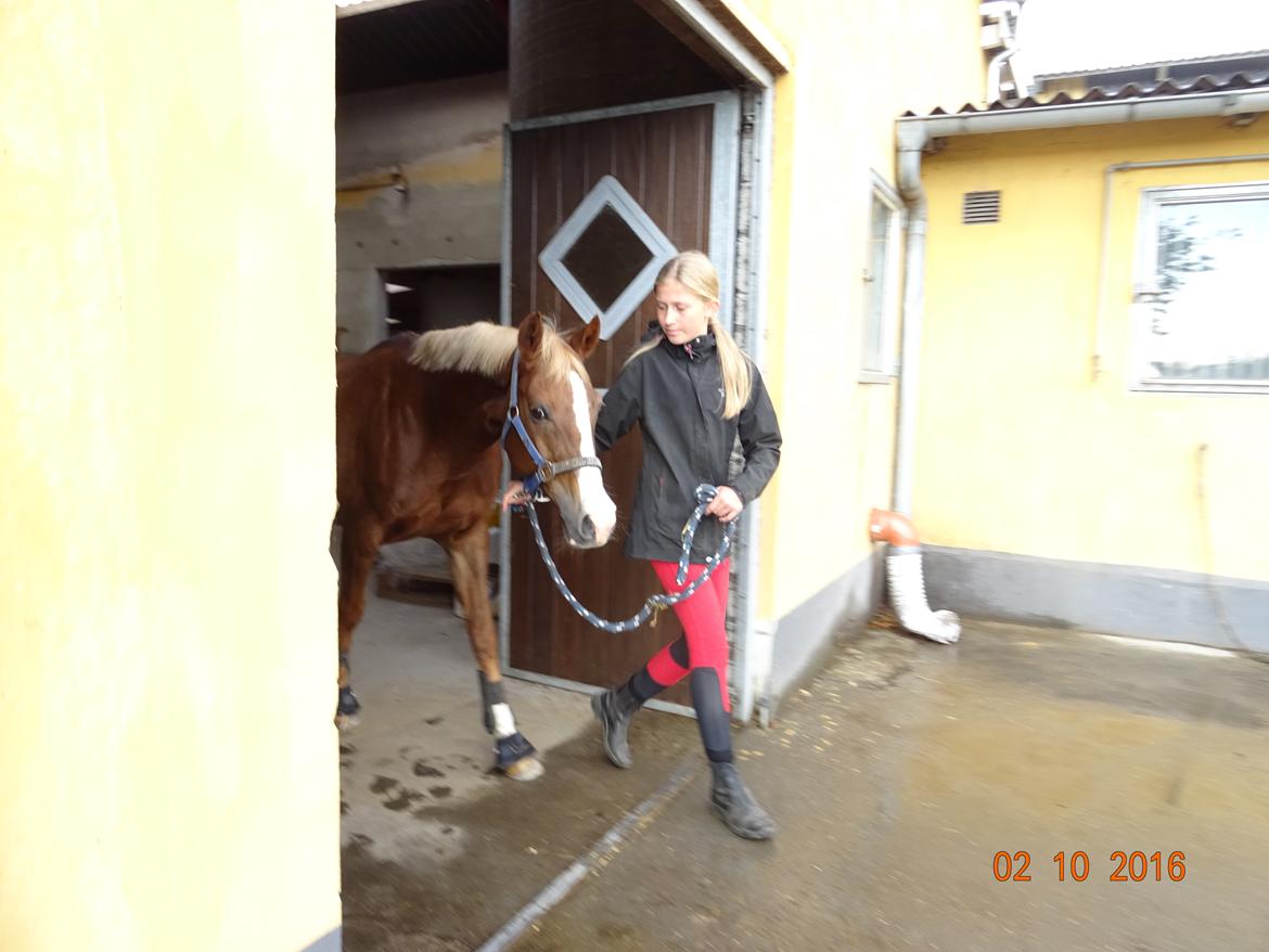 Welsh Partbred (Sec F) Madonna billede 8